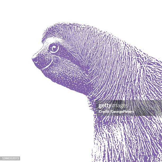 three-toed sloth - sloth stock illustrations