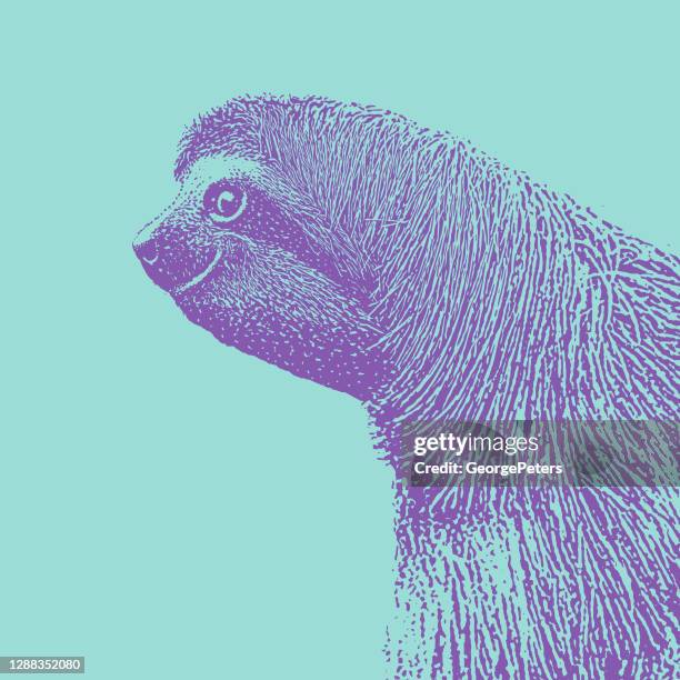 three-toed sloth - sloth stock illustrations