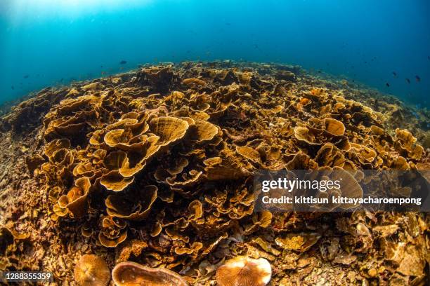 bleached corals - coral bleaching stock pictures, royalty-free photos & images