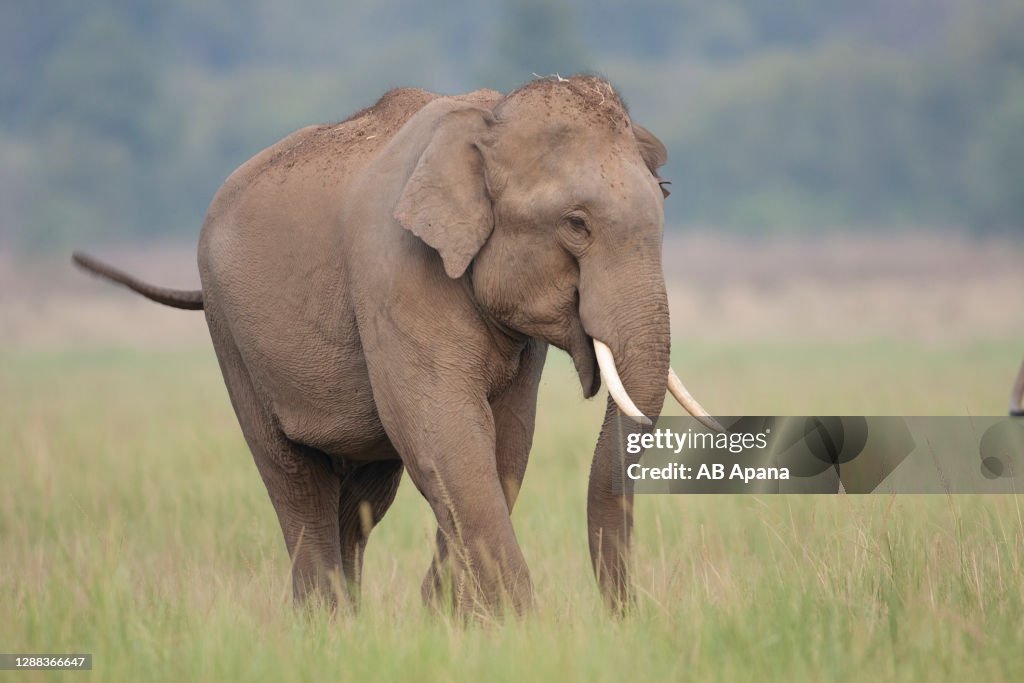 Elephant