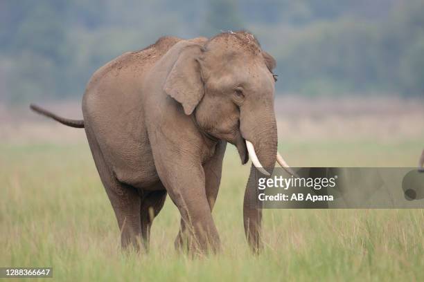 elephant - asian elephant stock pictures, royalty-free photos & images