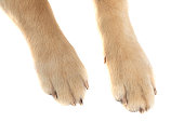 two legs from a golden retriever dog being photographed