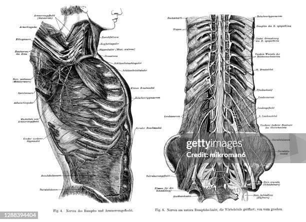 Nerves Of Ribs Anatomy Of Ribs Imagens e fotografias de stock - Getty Images
