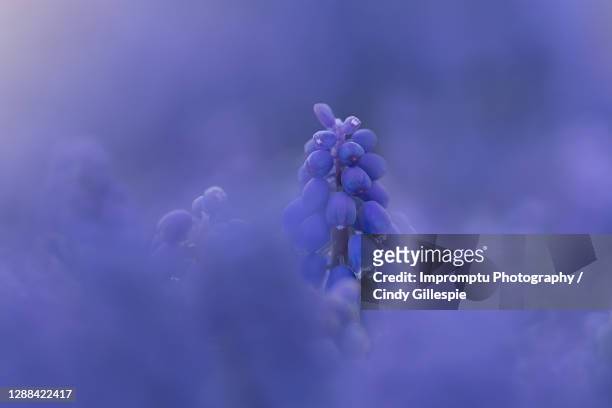 purple blue grape hyacinth - blue flower fotografías e imágenes de stock