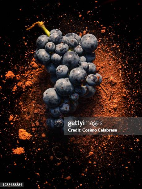 grape harvest still life of primitivo and topsoil - wine harvest stock pictures, royalty-free photos & images