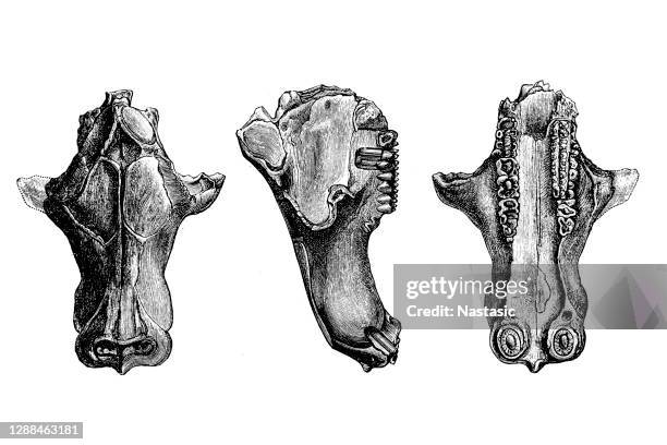 tritylodon (schädel) ist eine ausgestorbene gattung von tritylodonten, einer der fortschrittlichsten cynodontenthextas - paleozoic era stock-grafiken, -clipart, -cartoons und -symbole