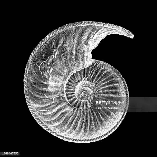 amaltheus margaritatus fossil - escargot stock illustrations