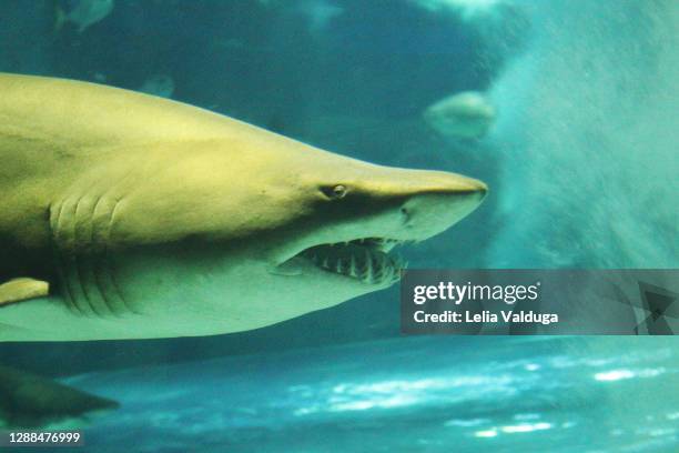 lemon shark - marine animals - lemon shark stock pictures, royalty-free photos & images