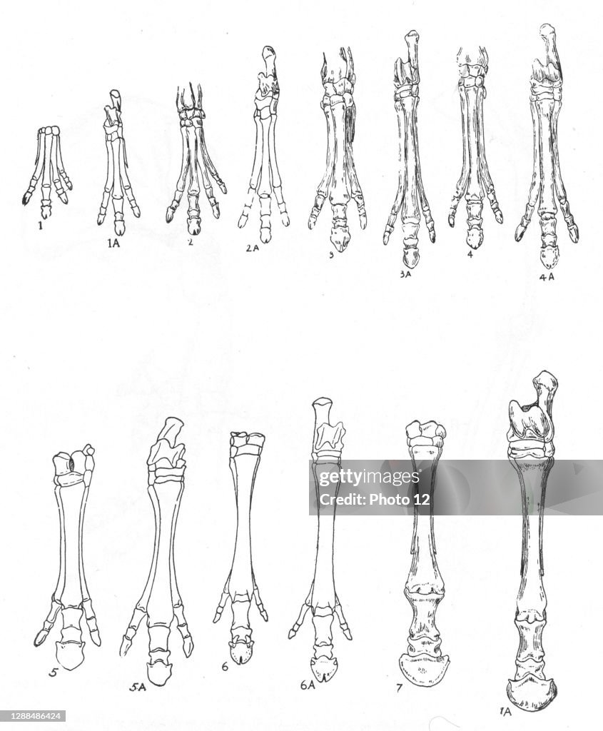 Evolution of the horse.