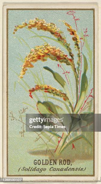 Golden Rod , from the Flowers series for Old Judge Cigarettes Commercial color lithograph, sheet: 2 3/4 x 1 1/2 in. , The 'Flowers' series of trading...