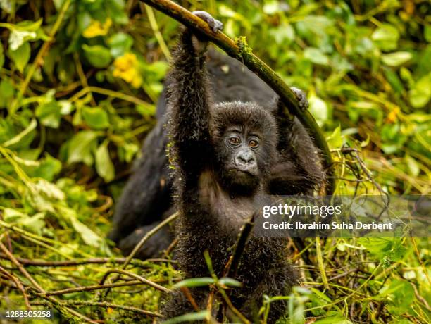 the close-up view of infant mountain gorilla (gorilla beringei beringei) looking at camera - leaflitter stock-fotos und bilder