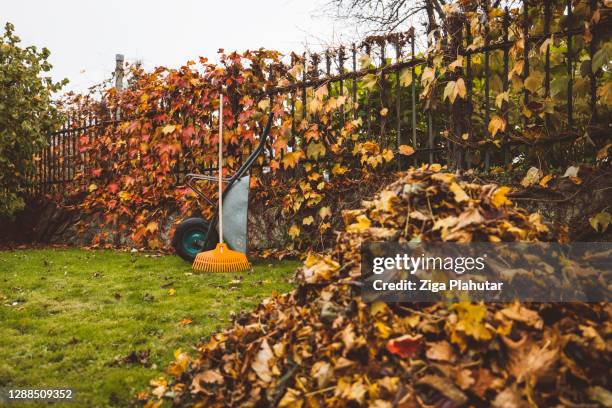 a pile of golden autumn leaves in front and a wheelbarrow with rake leaning on it in the back - autumn garden stock pictures, royalty-free photos & images