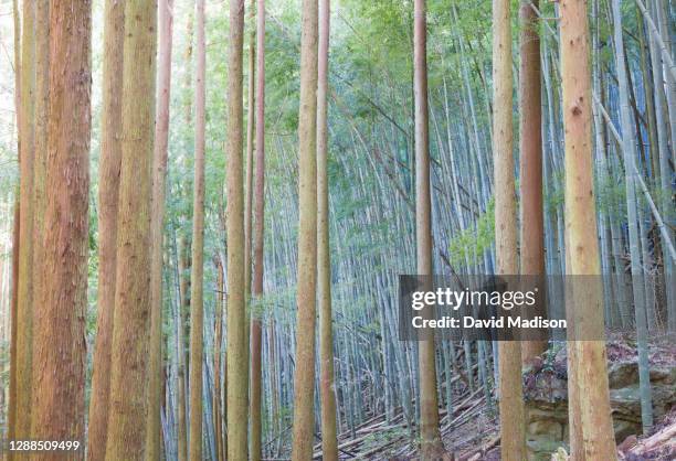 japanese cedar (sugi) and bamboo grove, shikoku, japan - cryptomeria japonica stock pictures, royalty-free photos & images