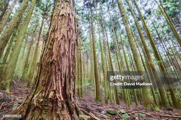 cedar (sugi) forest on mount hiraishi, shikoku, japan - cryptomeria japonica stock pictures, royalty-free photos & images