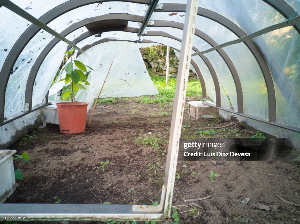 Small greenhouse in the garden