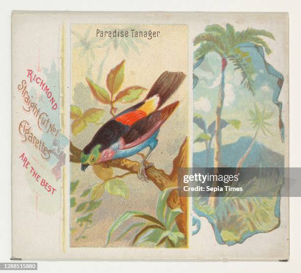 Paradise Tanager, from Birds of the Tropics series for Allen & Ginter Cigarettes Commercial color lithograph, Sheet: 2 7/8 x 3 1/4 in. , Trade cards...