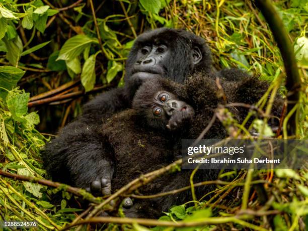 the mother and baby mountain gorillas (gorilla beringei beringei) in volcanoes national park, rwanda - gorilla love 2 stockfoto's en -beelden