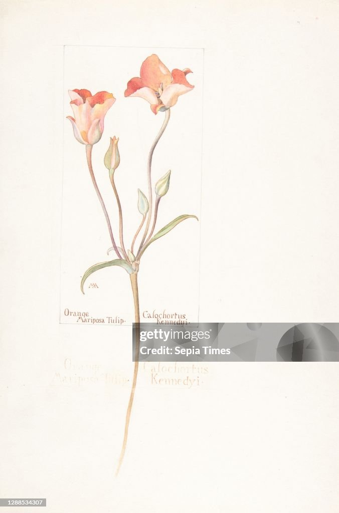 Orange Mariposa Tulip