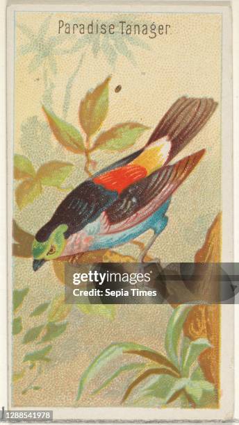 Paradise Tanager, from the Birds of the Tropics series for Allen & Ginter Cigarettes Brands Commercial color lithograph, Sheet: 2 3/4 x 1 1/2 in. ,...