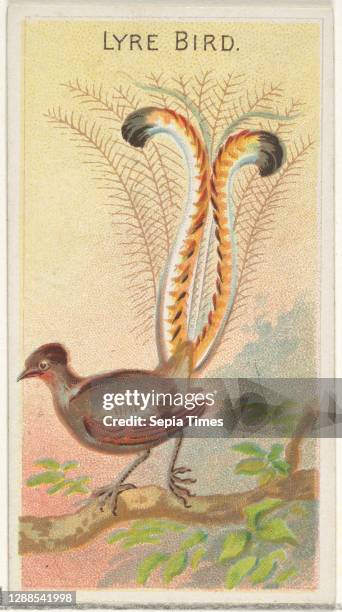 Lyre Bird, from the Birds of the Tropics series for Allen & Ginter Cigarettes Brands Commercial color lithograph, Sheet: 2 3/4 x 1 1/2 in. , Trade...
