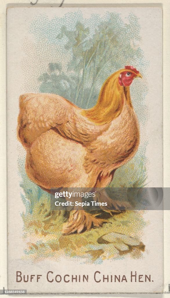 Buff Cochin China Hen