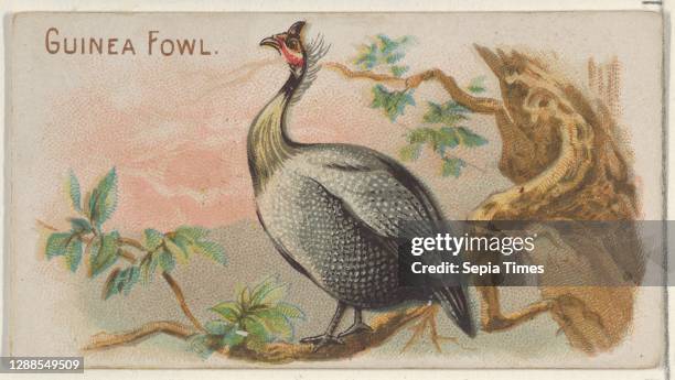 Guinea Fowl, from the Prize and Game Chickens series for Allen & Ginter Cigarettes Commercial color lithograph, Sheet: 1 1/2 x 2 3/4 in. , Trade...