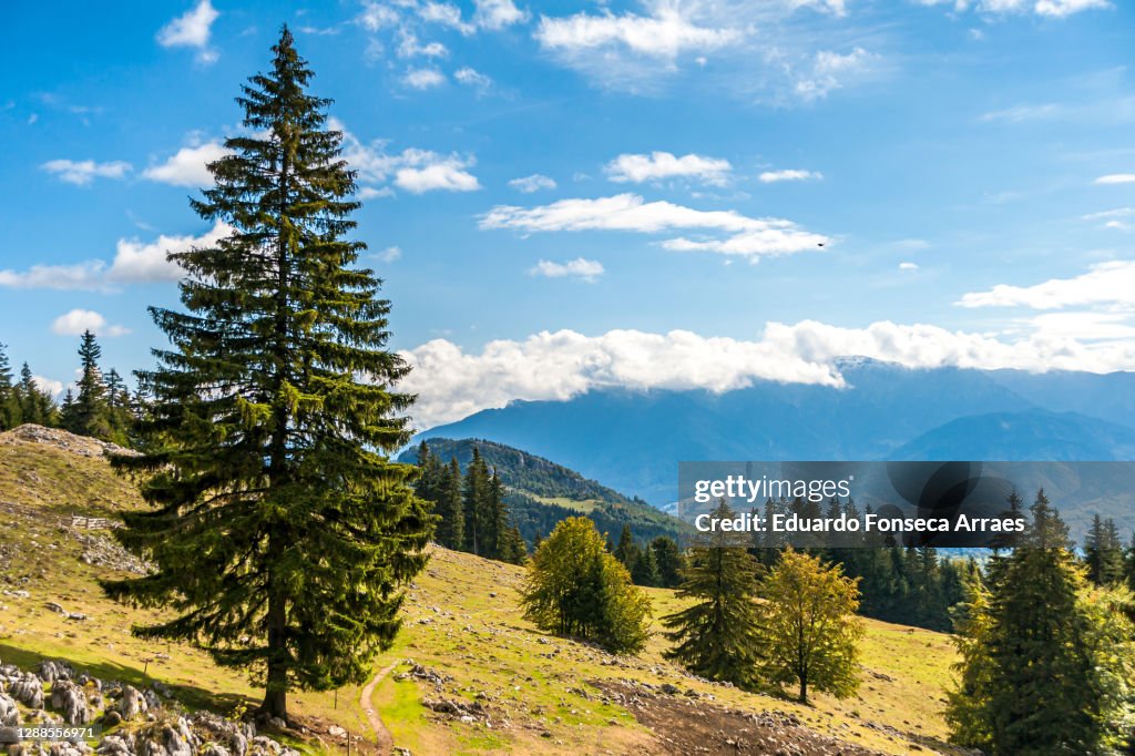 View of a valley, forest and the Piatra Craiului mountains with the morning sun light