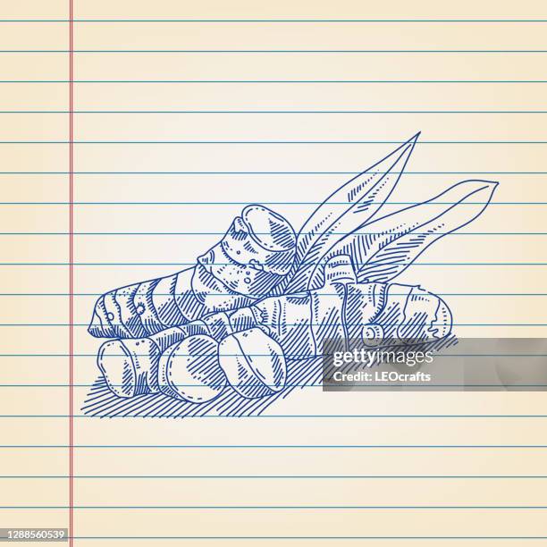 turmeric drawing on ruled paper - ayurveda stock illustrations