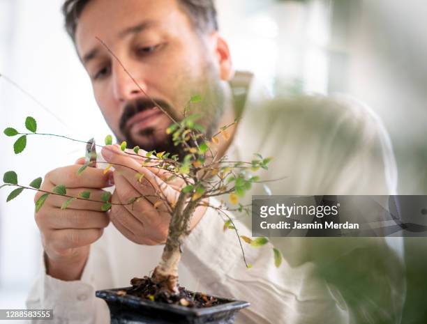 man trimming plant at home - bonsai fotografías e imágenes de stock