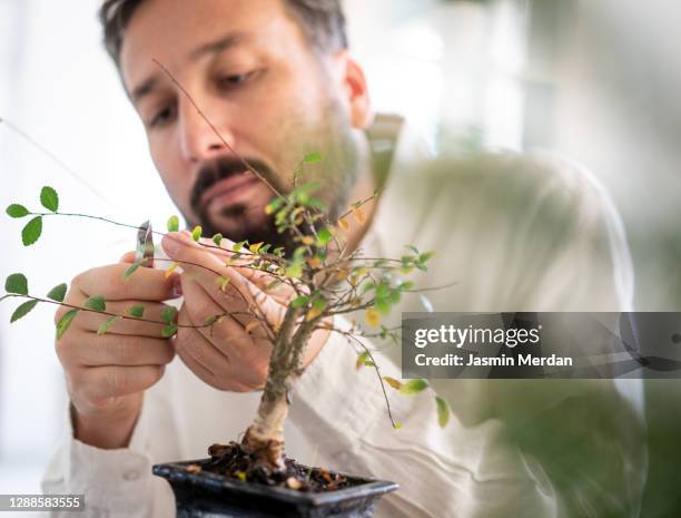 man trimming plant at home - bonsai tree ストックフォトと画像