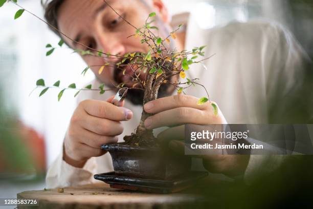 man trimming plant at home - small tree stock pictures, royalty-free photos & images