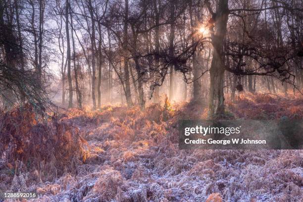 rivenspire ii - hertfordshire stock pictures, royalty-free photos & images