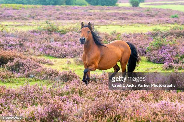 new forest ponies being rounded up for health checks in the new forest national park, hampshire, england, this is also known as a drift - new forest stock pictures, royalty-free photos & images