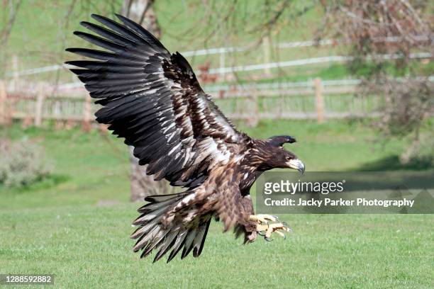 close-up image of the beautiful golden eagle (aquila chrysaetos) bird of prey - steinadler stock-fotos und bilder