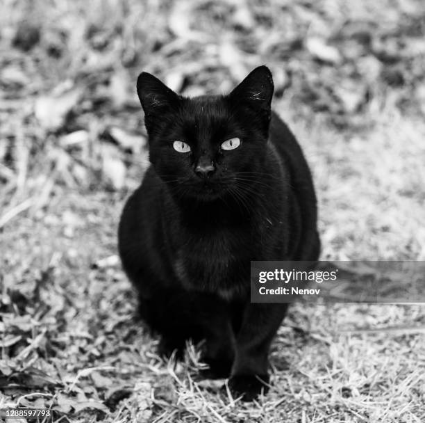 black and white image of a black cat - bad luck symbols stock pictures, royalty-free photos & images