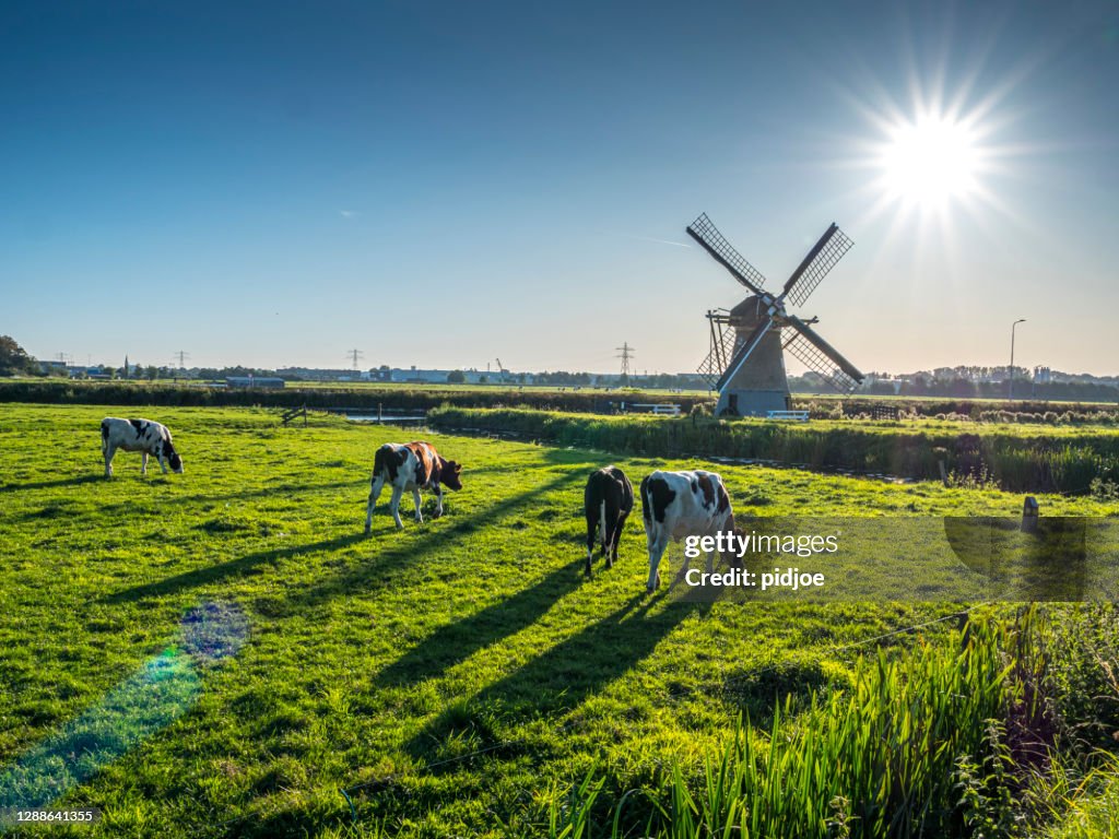 Typisch Nederlands polderlandschap met een grazende koeien in de weide