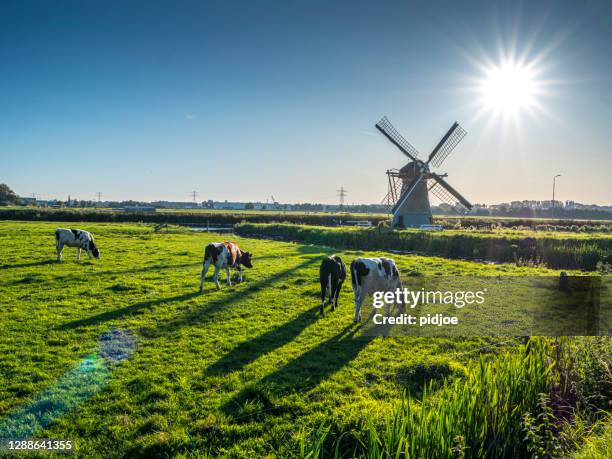 típica paisagem de polder holandês com uma vaca pastando no prado - cultura holandesa - fotografias e filmes do acervo