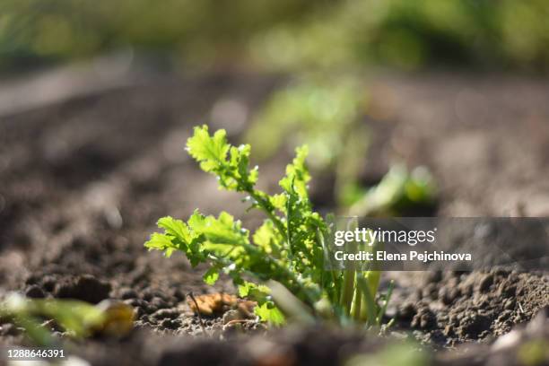 growing arugula - rucola stock-fotos und bilder