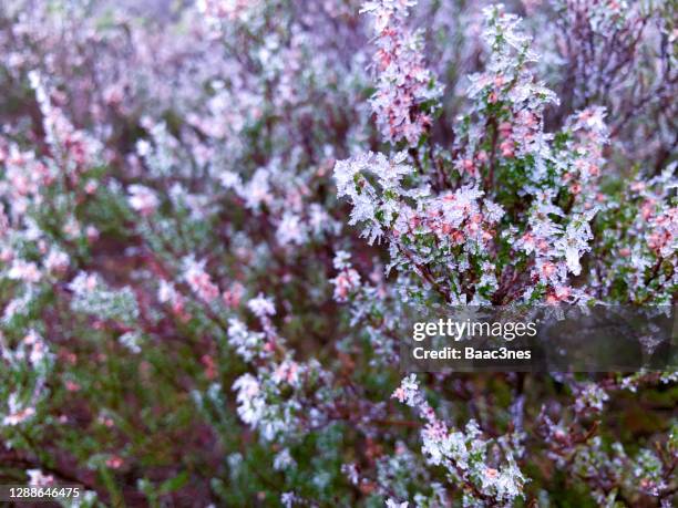 heather covered with frost/ice - heidekraut stock-fotos und bilder