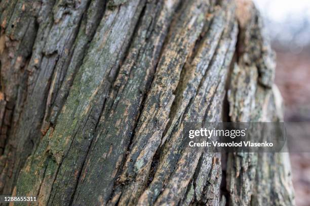 Tree Cracking Pattern 8,973 A Tree Crack Stock Photos, High-Res Pictures, and Images - Getty ...