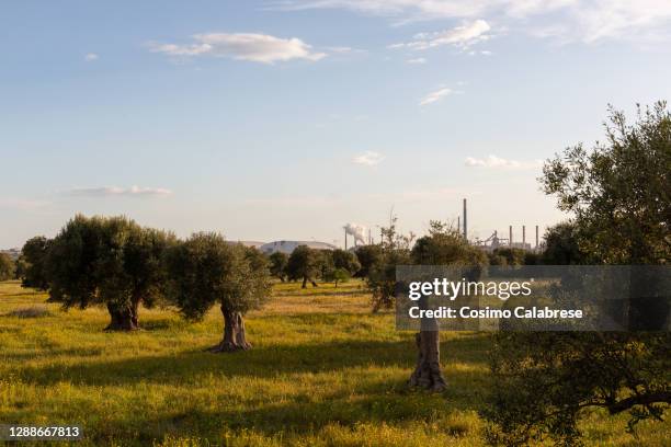 taranto olive trees arcelormittal steelworks (formerly ilva): this industry is the biggest steel plant in europe - salento foto e immagini stock