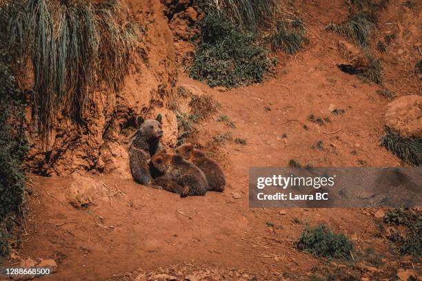 brown bear feeding her bear cubs in nature - cantabria stock-fotos und bilder