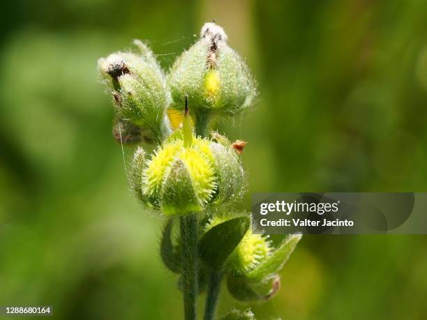 plant (cynoglossum clandestinum) - cynoglossum stock pictures, royalty-free photos & images