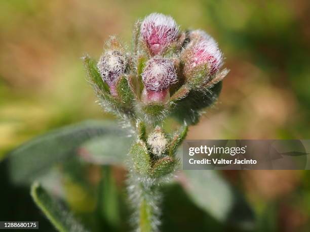 plant (cynoglossum clandestinum) - cynoglossum stock pictures, royalty-free photos & images