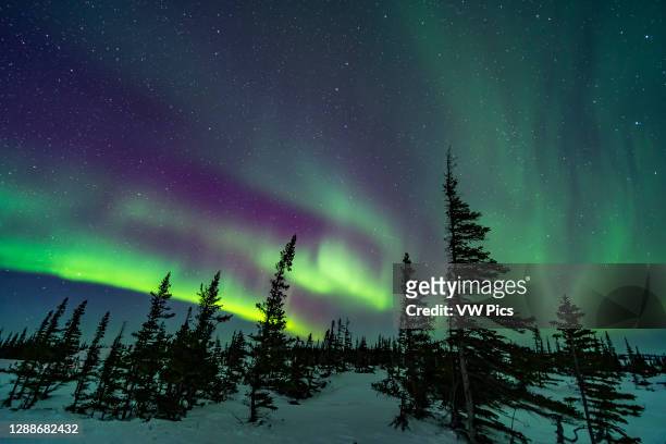 Colourful aurora over the wind-shaped trees of the boreal sub-Arctic forest at the Churchill Northern Studies Centre, March 18, 2020. Arcturus is...