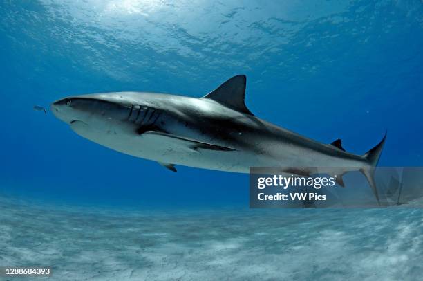 Caribbean reef shark, Carcharhinus perezi, and a pilot bar jack, Caranx ruber, Tiger Beach, Bahamas.