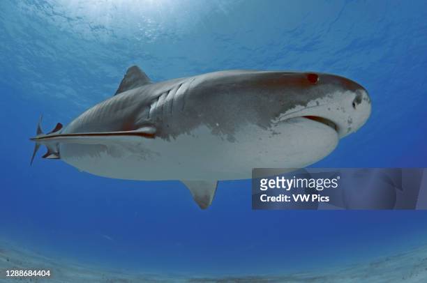 Tiger shark, Galeocerdo cuvier, Tiger Beach, Bahamas.