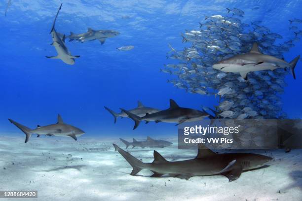 School of horse-eye jacks, Caranx latus, is circled by reef sharks, Carcharhinus oerezi, and lemon sharks, Negaprion brevirostris, Tiger Beach,...