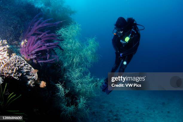 Diver observes a diverse coral reef scene with black coral, Antipathes sp., and a soft plexauridae coral, Echinogorgia sp., Komodo National Park,...