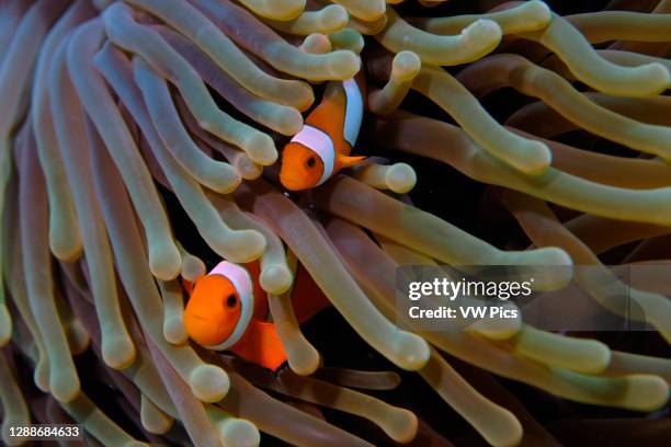 Two false clown anemonefish, Amphiprion ocellaris, on anemone tentacles, Komodo National Park, Indonesia.
